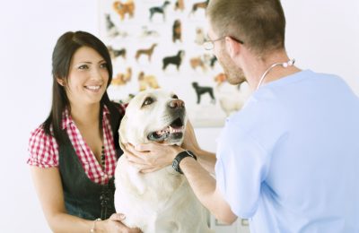 Pet-Friendly Guide for Finding a Good Vet Clinic